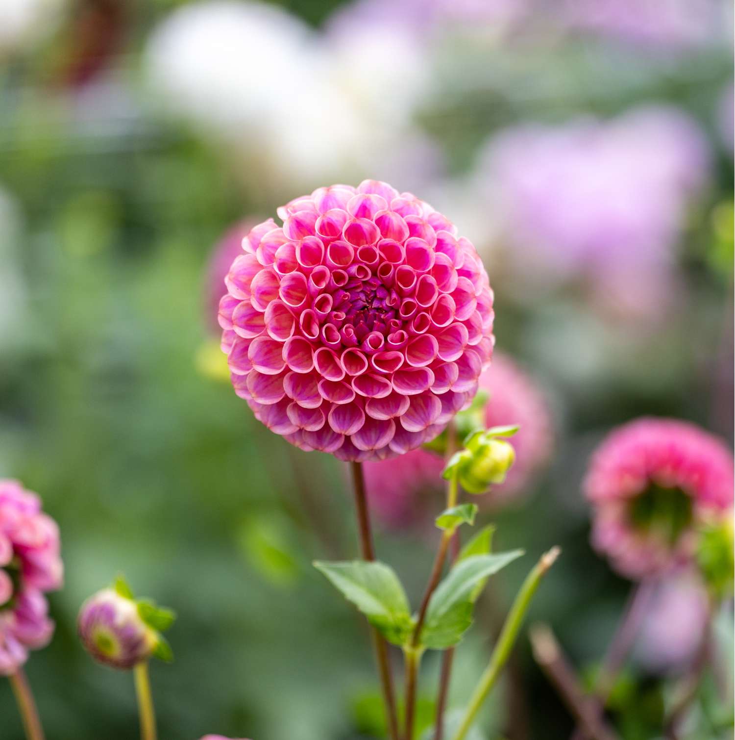 Daalia 'Caitlin's Joy'